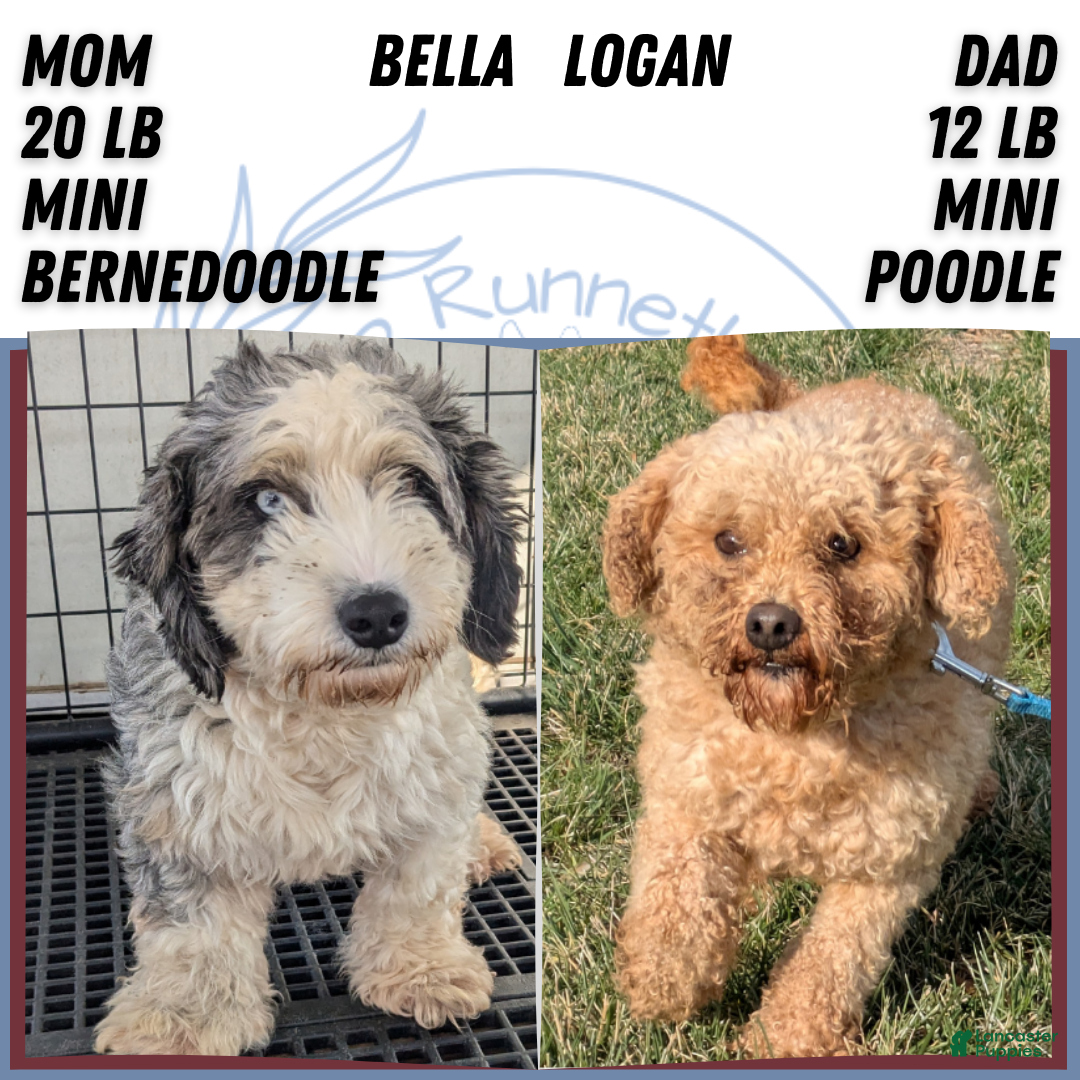 Mini Bernedoodle dogs for sale: Vince - Ad 8
