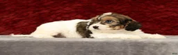 Cavapoo dogs for sale: Kaitlyn - Ad 9
