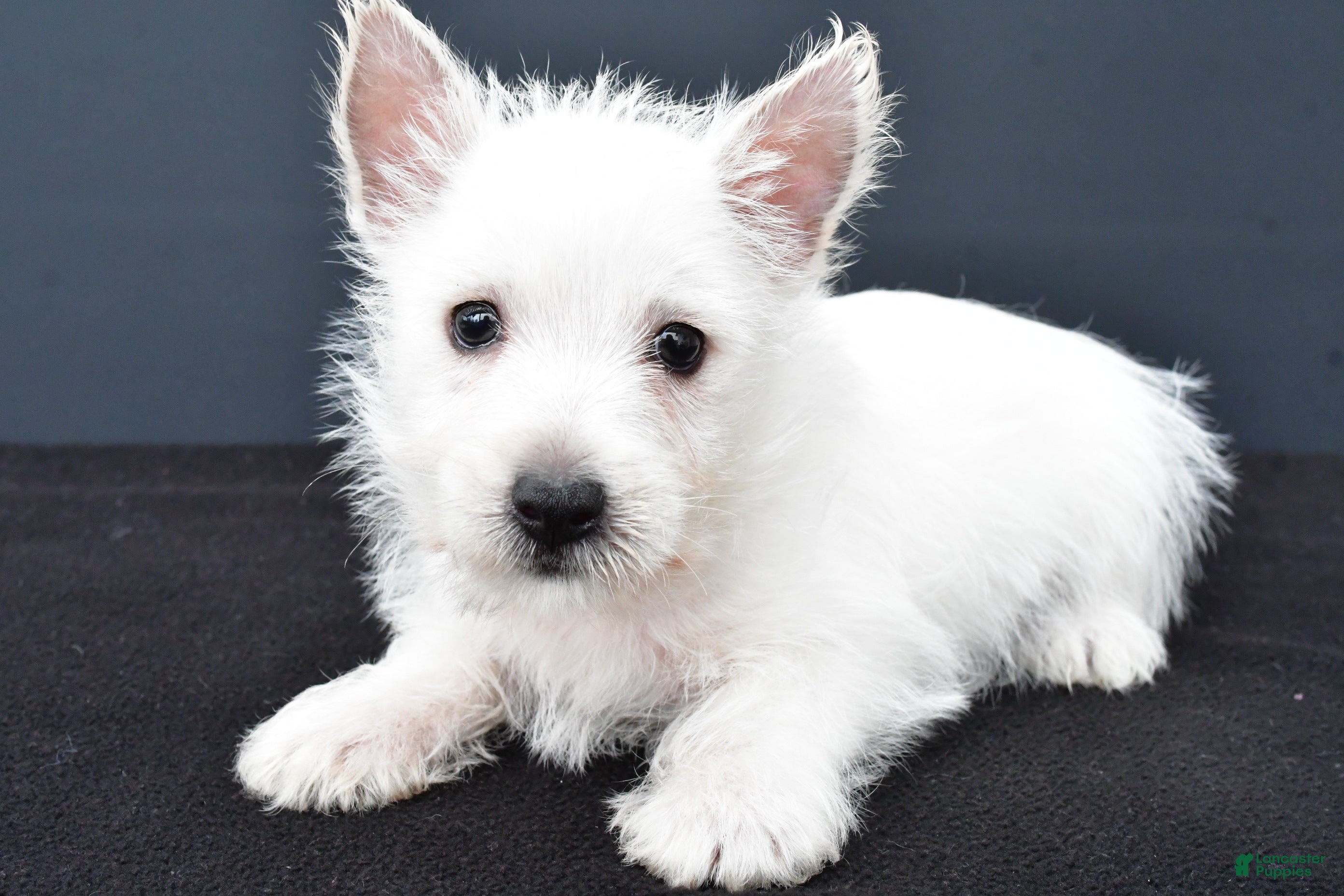 West Highland Terrier Puppies for sale in Ohio Lancaster Puppies