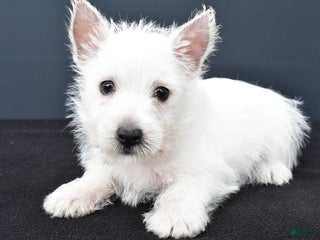 West Highland Terrier dogs - Ad 1