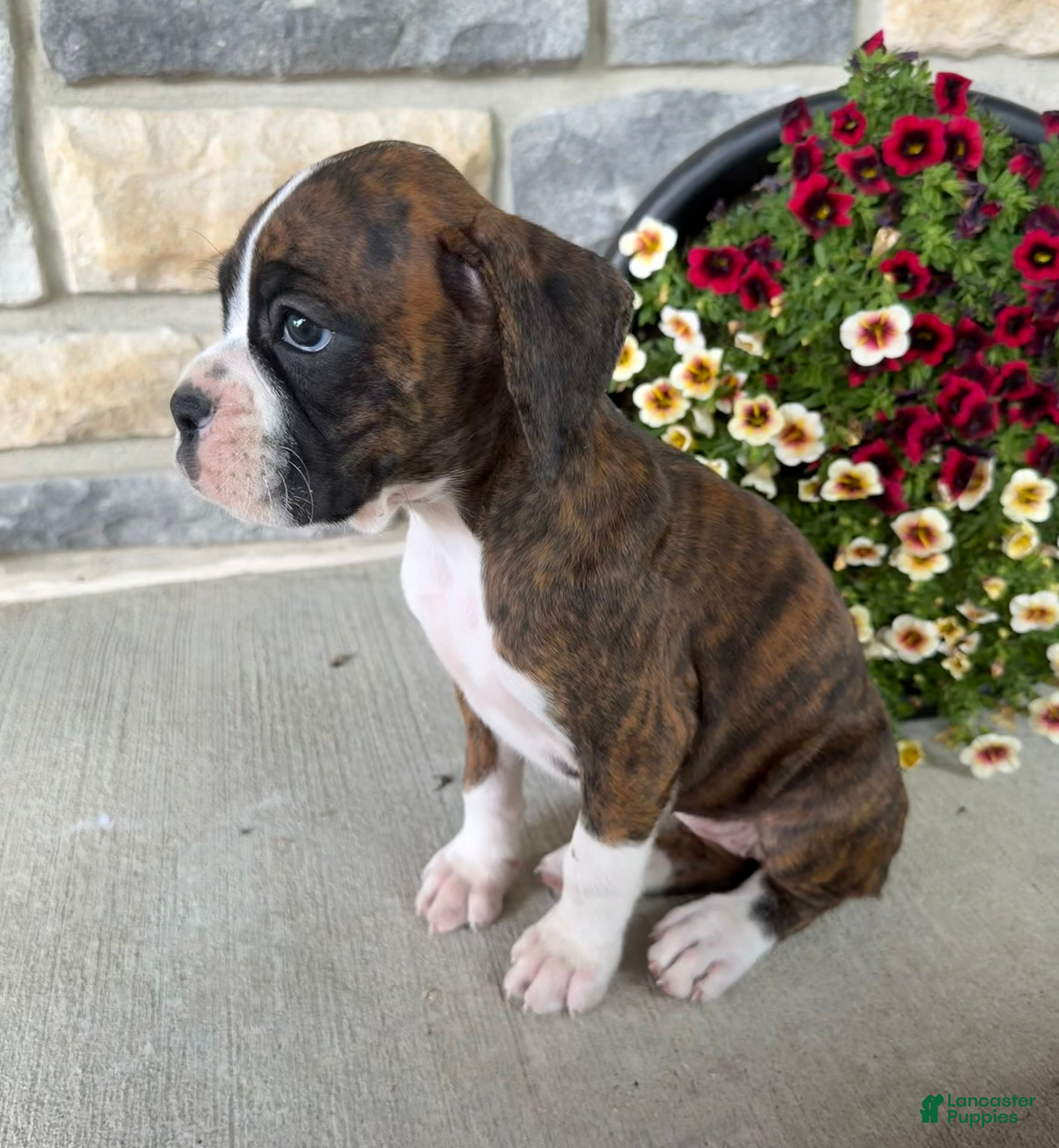 Boxer dogs Daphne - Ad 2