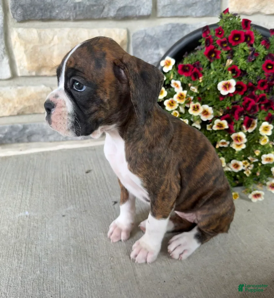 Boxer dogs for sale: Daphne - Ad 2