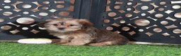 Shorkie dogs for sale: Katya Gorgeous Female Shorkie Puppy - Ad 3