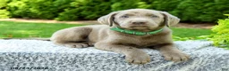 Labrador Retriever dogs for sale: Rylan - Ad 4