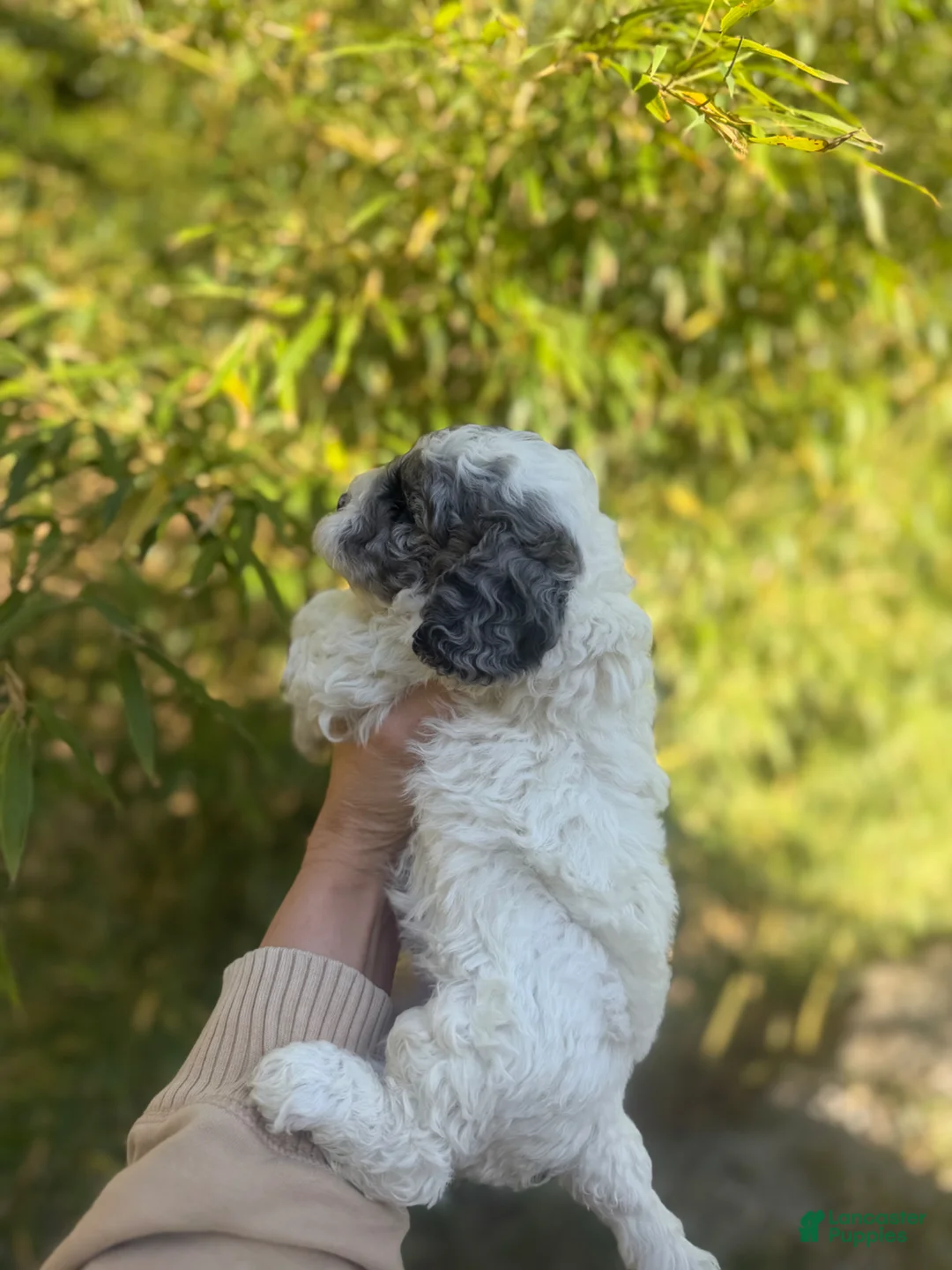 Cockapoo dogs for sale: Cockapoo Puppy 1 - Ad 2