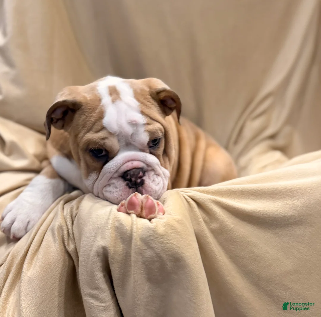 English Bulldog dogs for sale: Faith - Ad 7