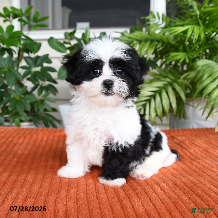 Malshi dogs Heather - Ad 1