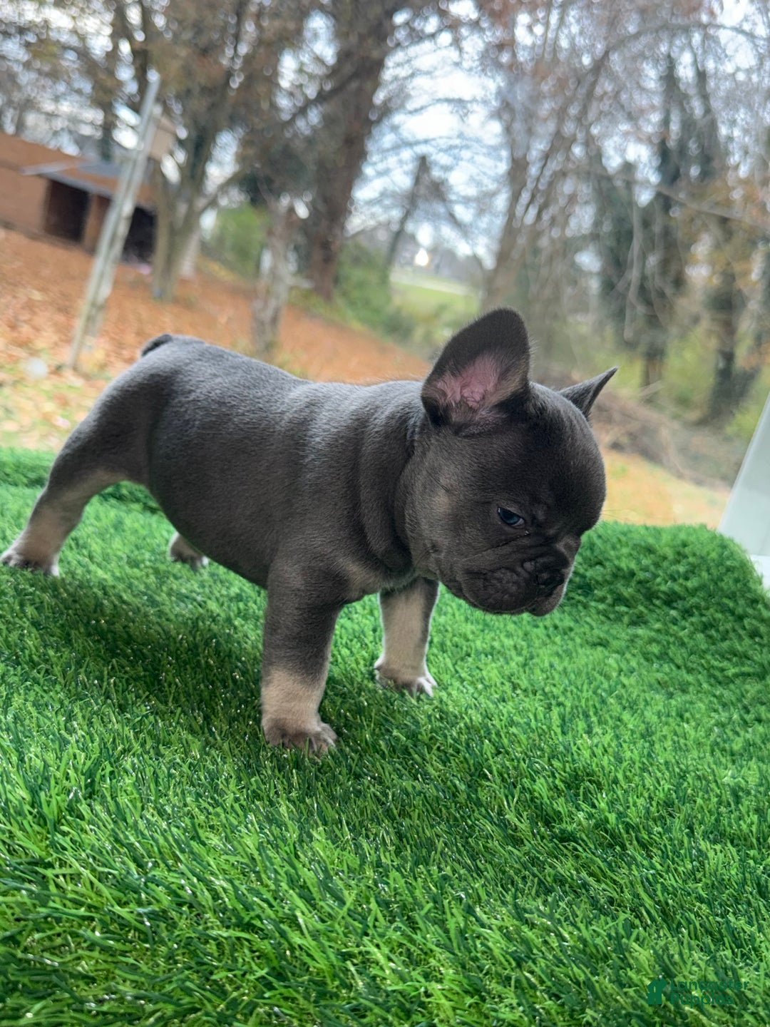 French Bulldog dogs for sale: Bruno  - Ad 2