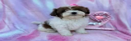 Shihpoo dogs for sale: Zuma - Ad 5