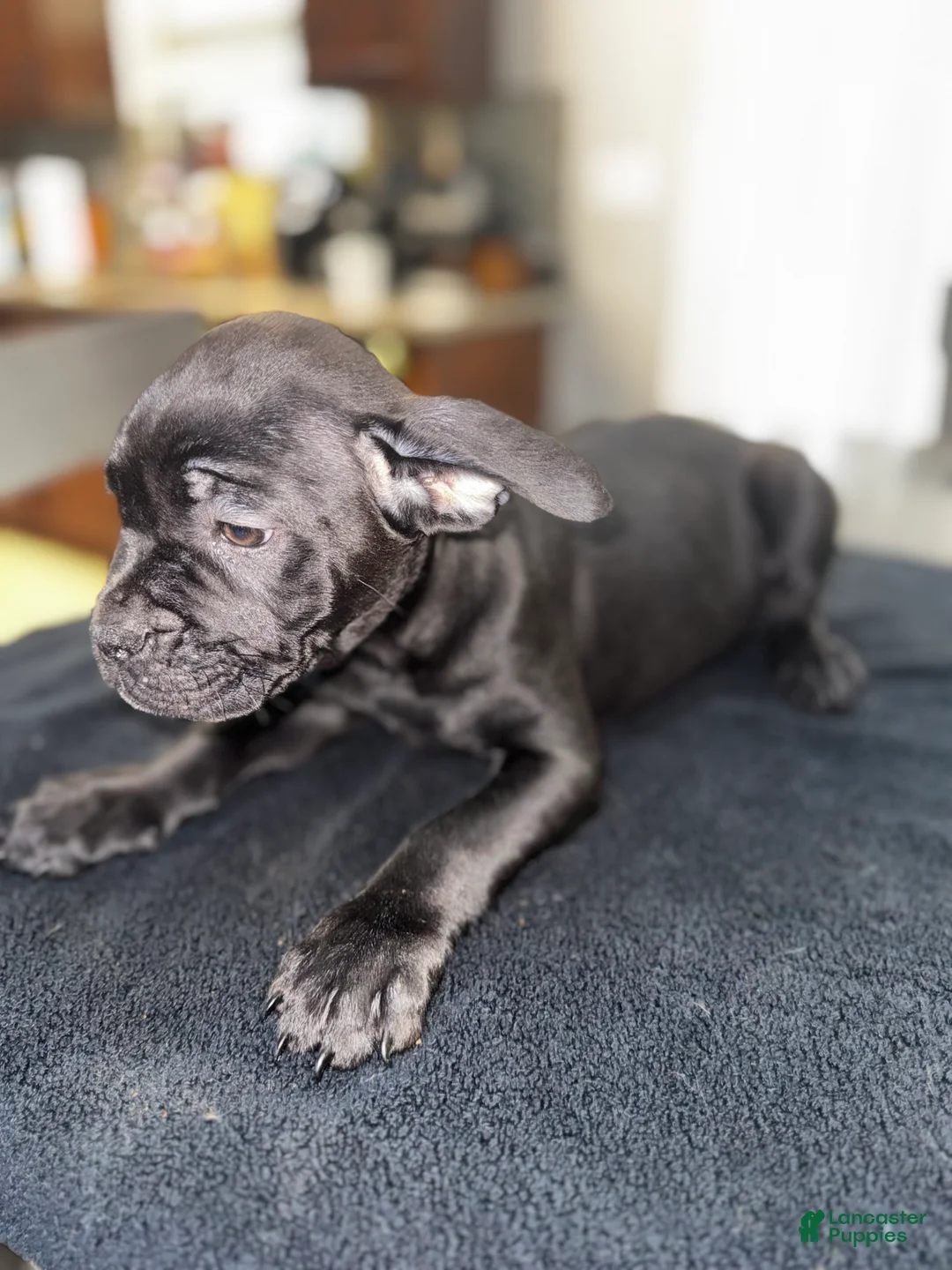 Mixed Breed dogs for sale: Black 3 - Ad 2
