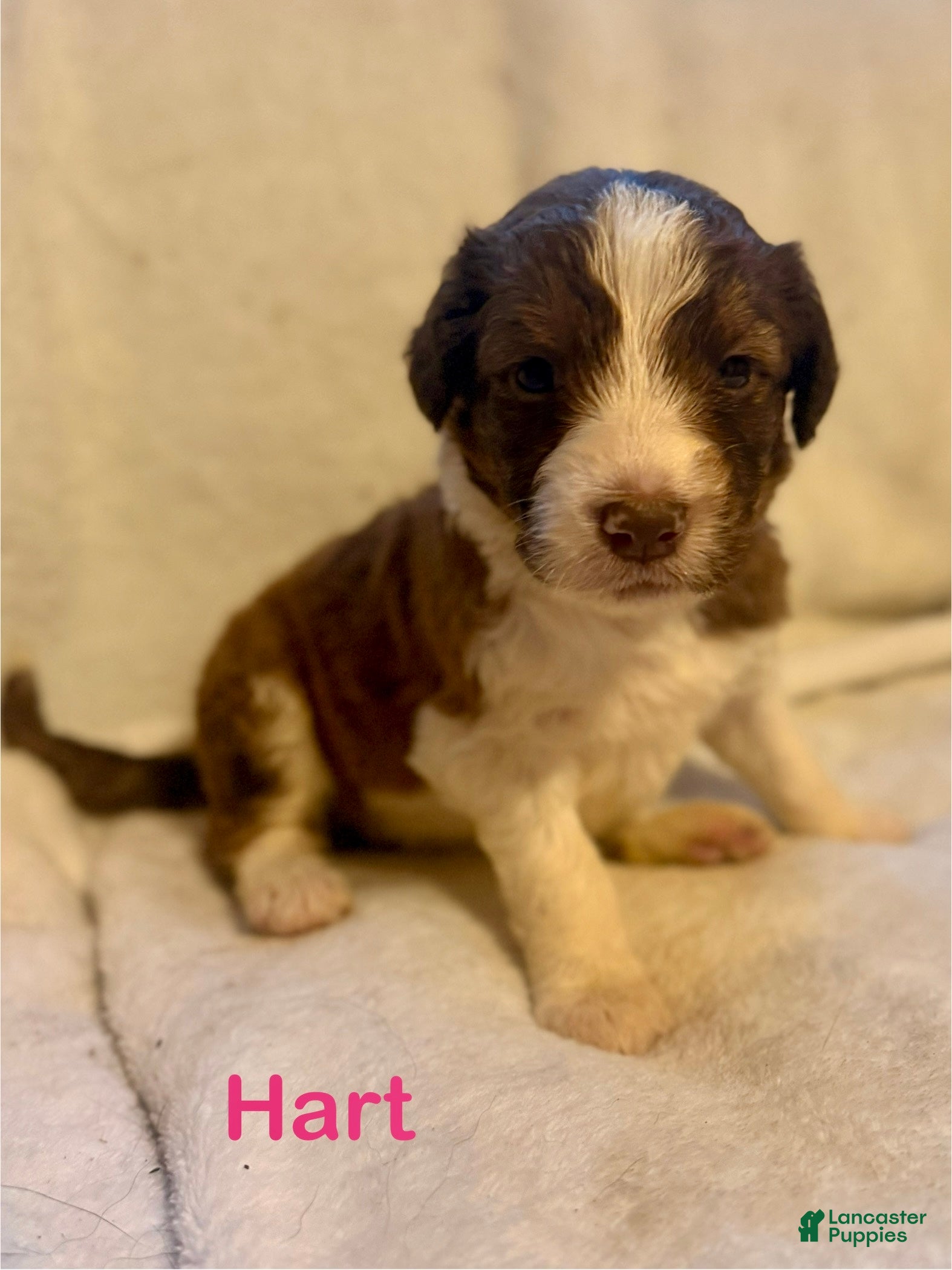 Aussiedoodle dogs Hart - Ad 1