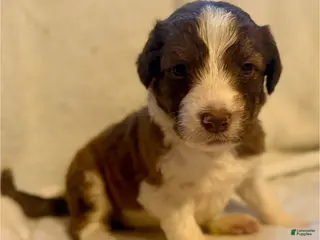 Aussiedoodle dogs for sale: Hart - Ad 4