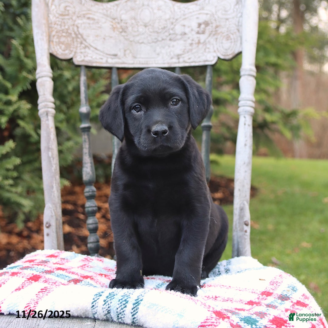Labrador Retriever dogs for sale: Raven - Ad 3