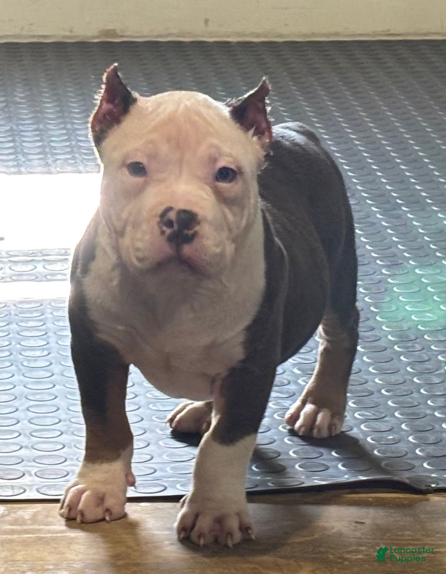 American Bully dogs American Bully Puppy 2 - Ad 39