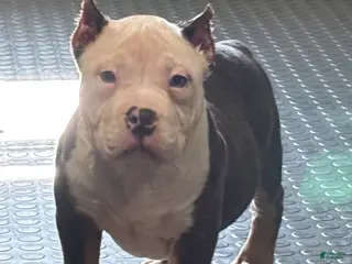 American Bully dogs American Bully Puppy 2 - Ad 39