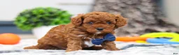 Cavapoo dogs for sale: Anson - Ad 8
