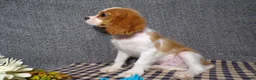 Cavalier King Charles Spaniel dogs for sale: Baxter - Ad 5