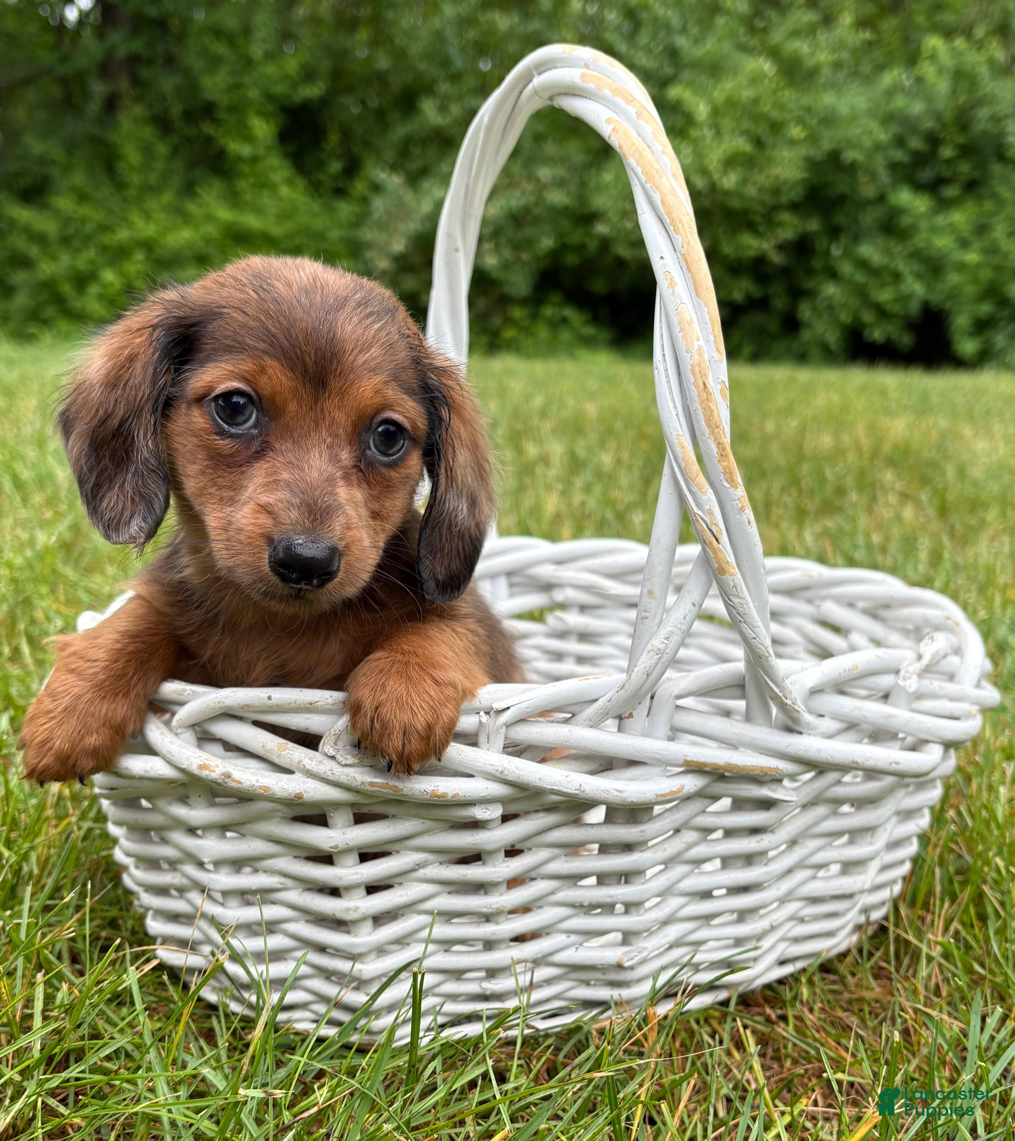 Dachshund dogs Romeo - Ad 1