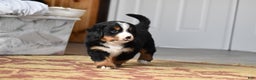 Bernese Mountain Dog dogs for sale: Rowdy - Ad 11