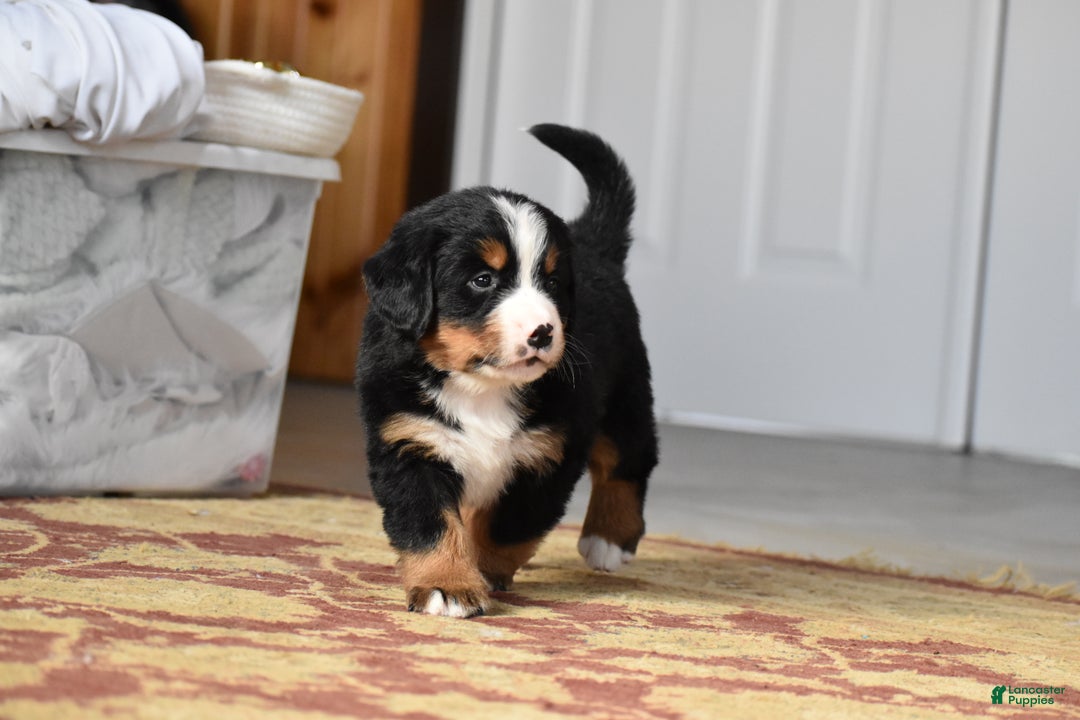 Bernese Mountain Dog dogs for sale: Rowdy - Ad 11