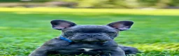 French Bulldog dogs for stud: Bruno - Ad 4