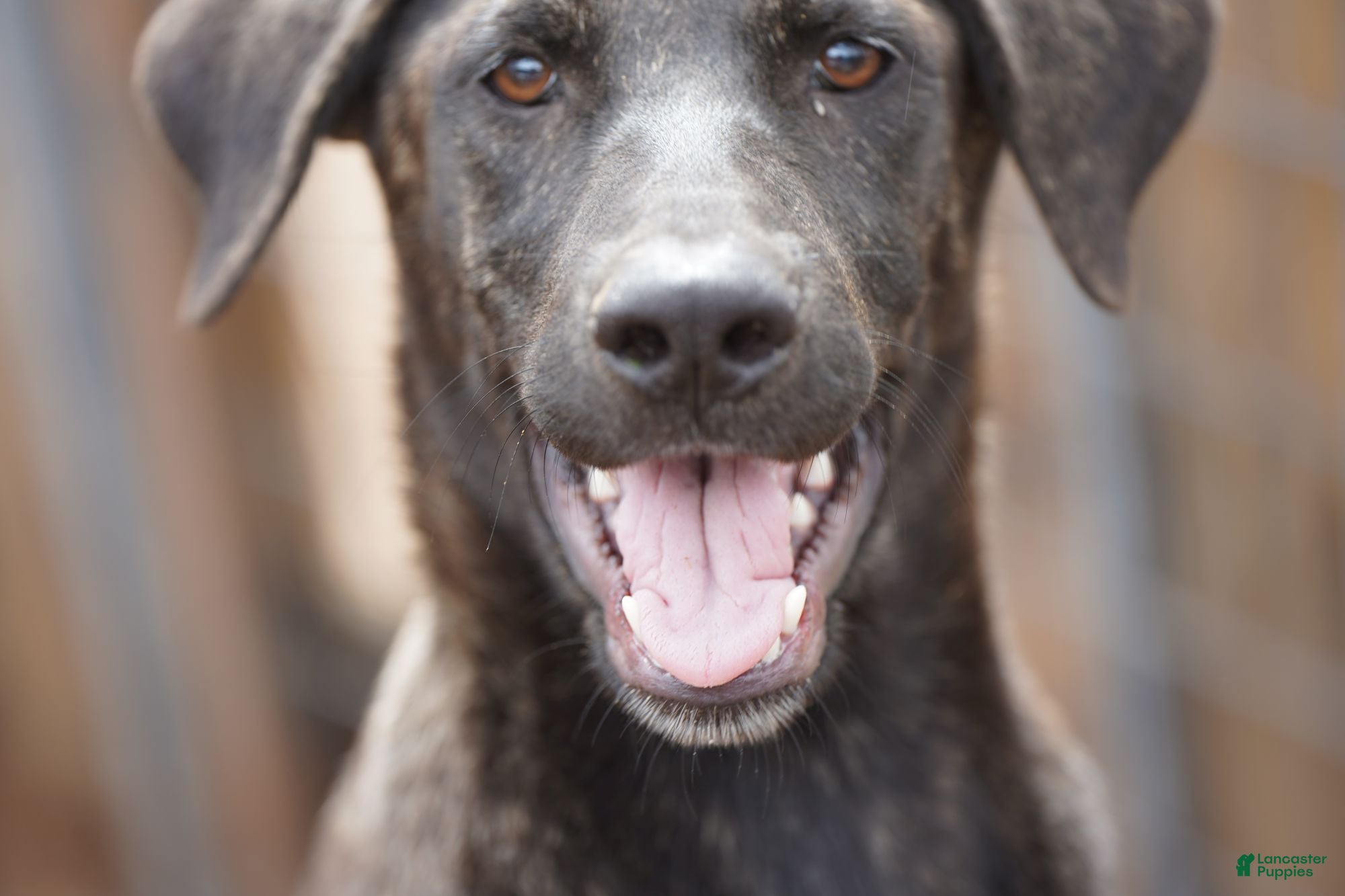 Mixed Breed dogs Tiger Tiscar Farm Dog - Ad 4