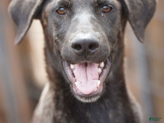 Mixed Breed dogs Tiger Tiscar Farm Dog - Ad 9