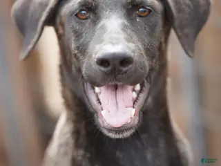 Mixed Breed dogs Tiger Tiscar Farm Dog - Ad 5