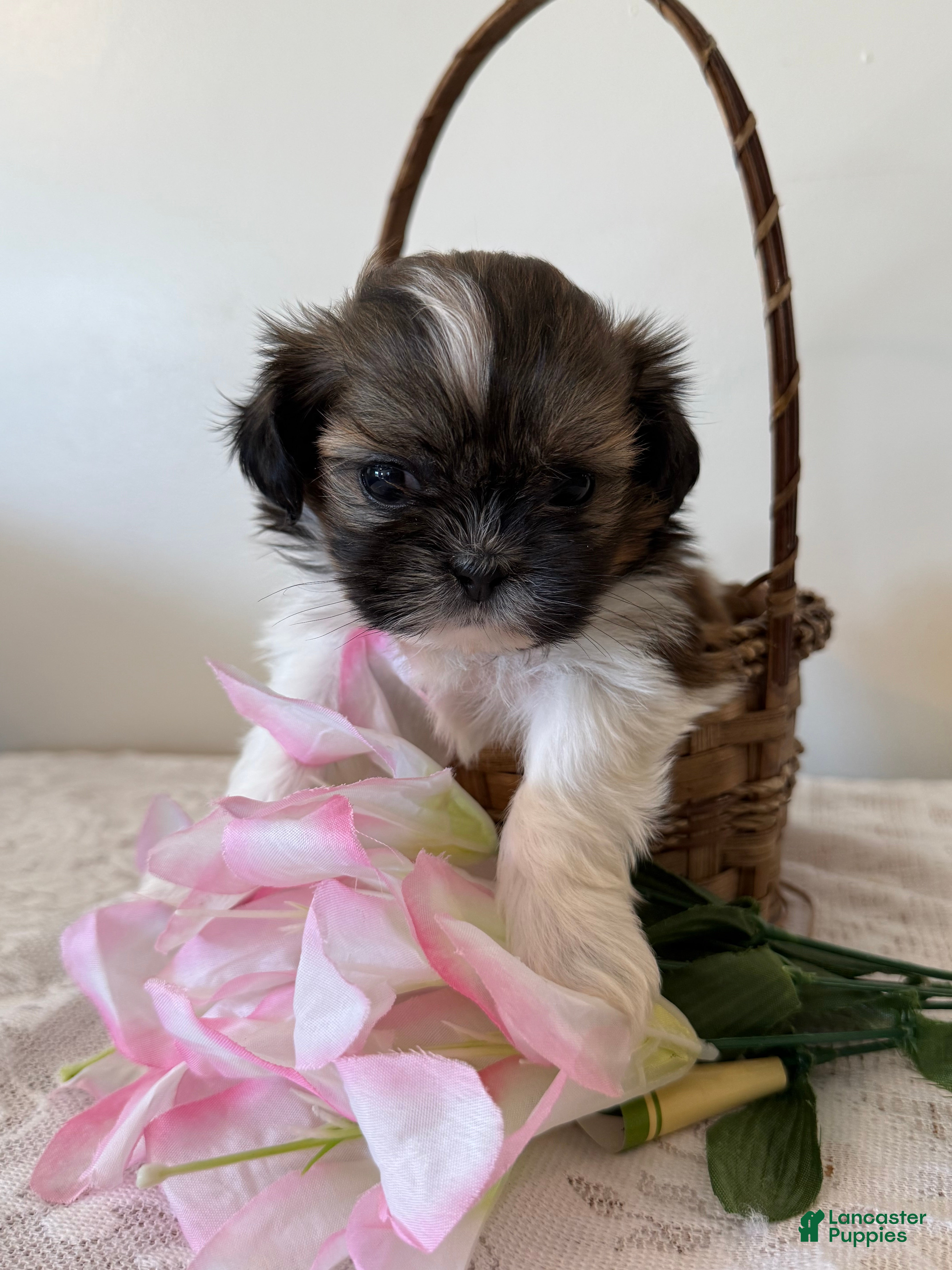 Shih Tzu dogs Toast Shih Tzu Puppy  - Ad 1