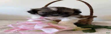 Toast Shih Tzu Puppy 