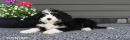 Mini Bernedoodle dogs for sale: Quinn - Ad 5