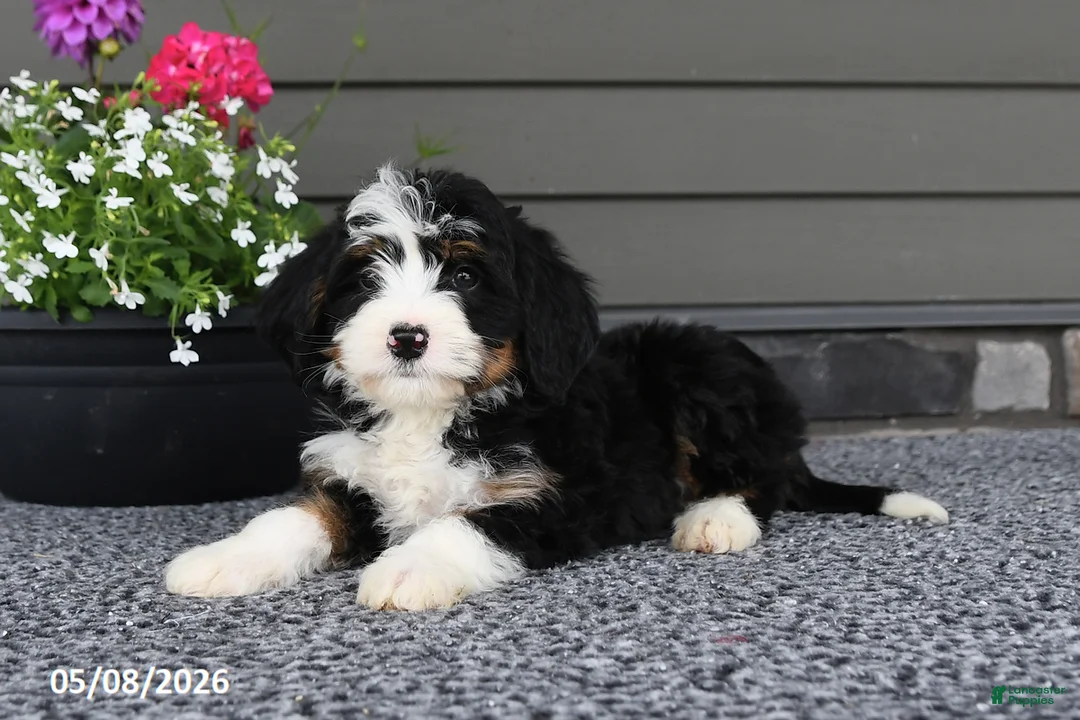 Mini Bernedoodle dogs for sale: Quinn - Ad 5