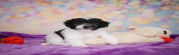 Maltipoo dogs for sale: Voilet - Ad 7