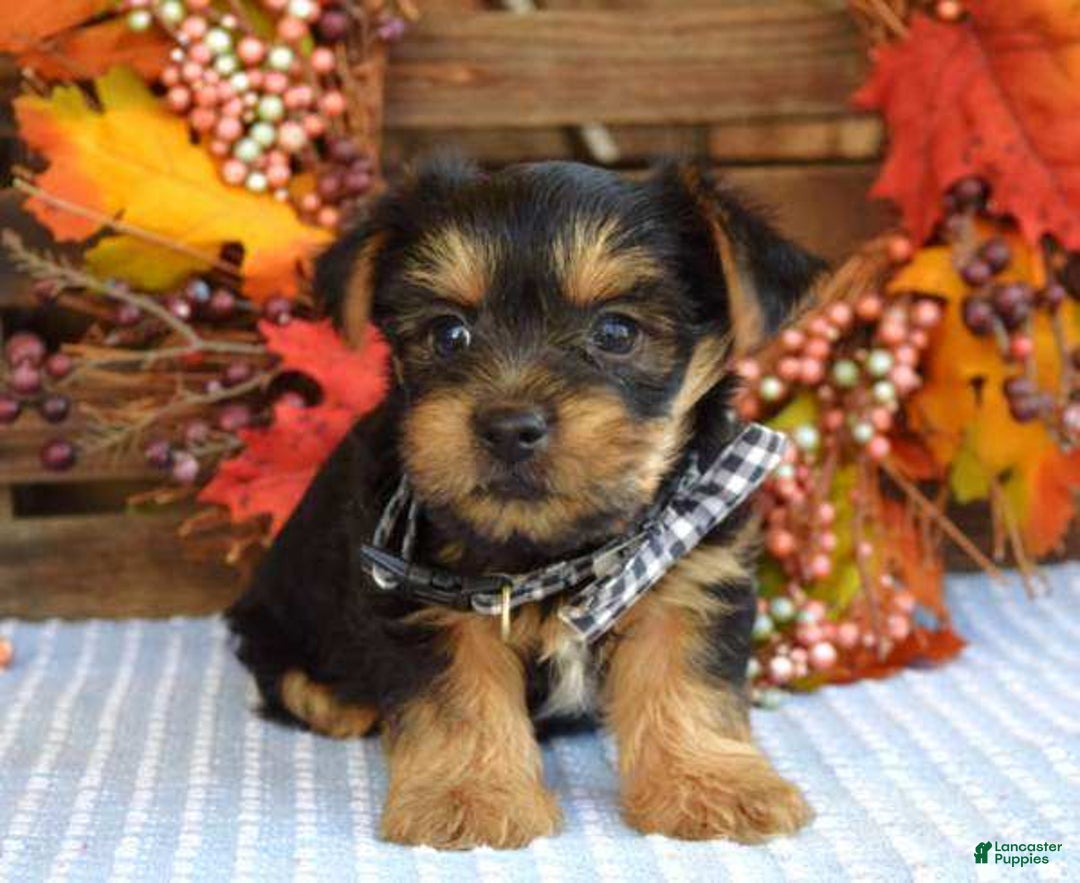 Yorkshire Terrier dogs for sale: Donner - Ad 6