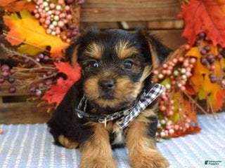 Yorkshire Terrier dogs Donner - Ad 22