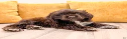 Cocker Spaniel dogs for sale: Pearl - Ad 2