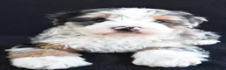 Mixed Breed dogs for sale: Caroline - Ad 7