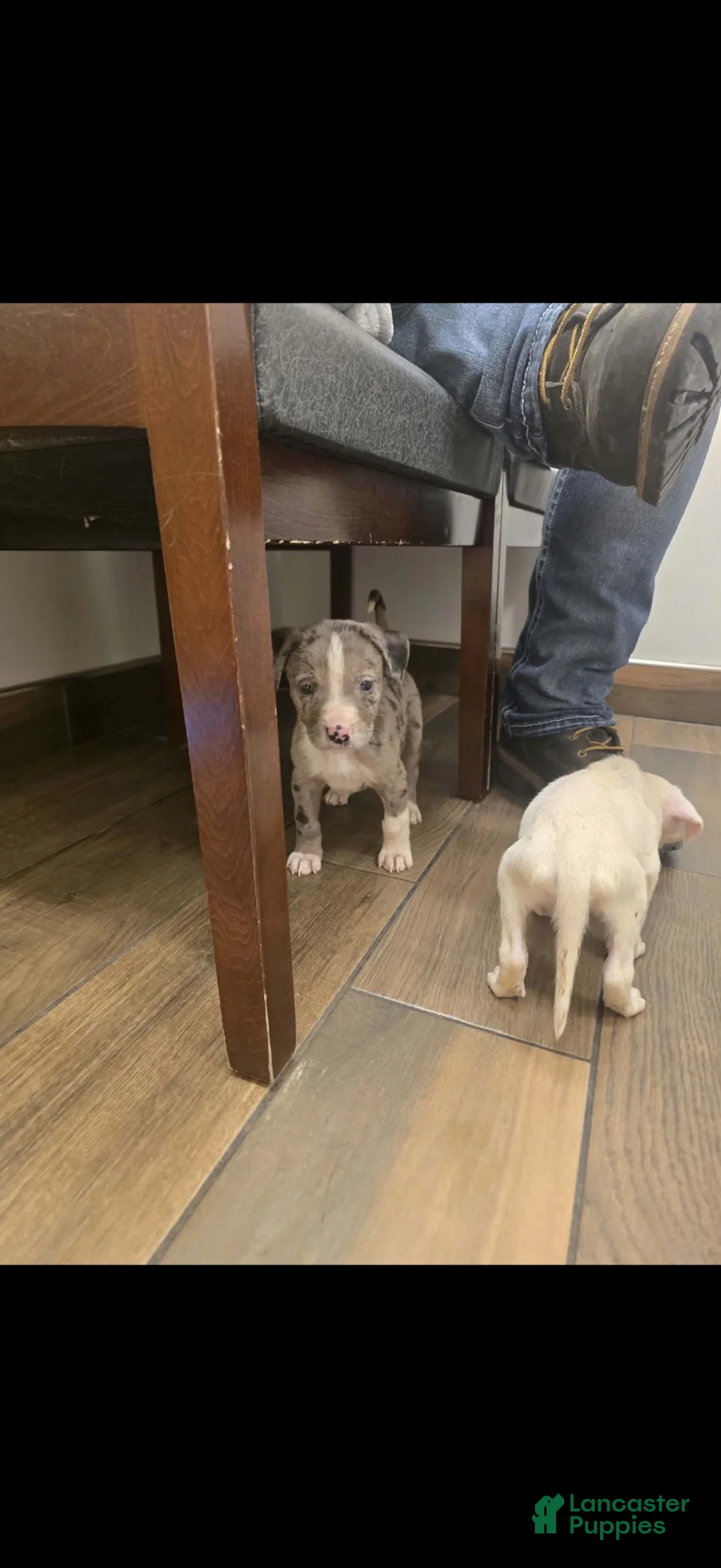 Mixed Breed dogs for sale: Mixed Breed 2 - Ad 1