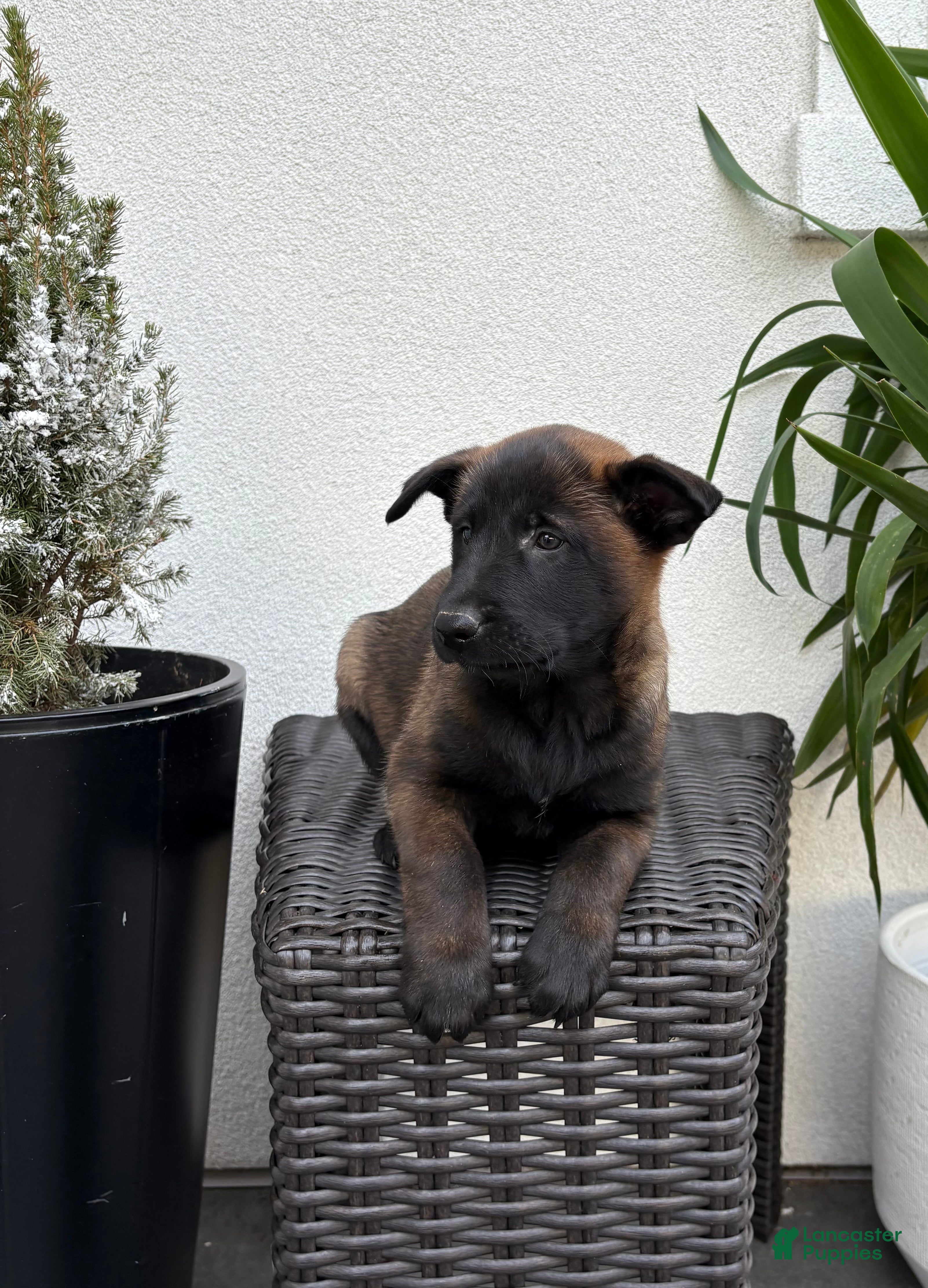 Belgian Malinois dogs Belgian Malinois Puppy (Mia) - Ad 1