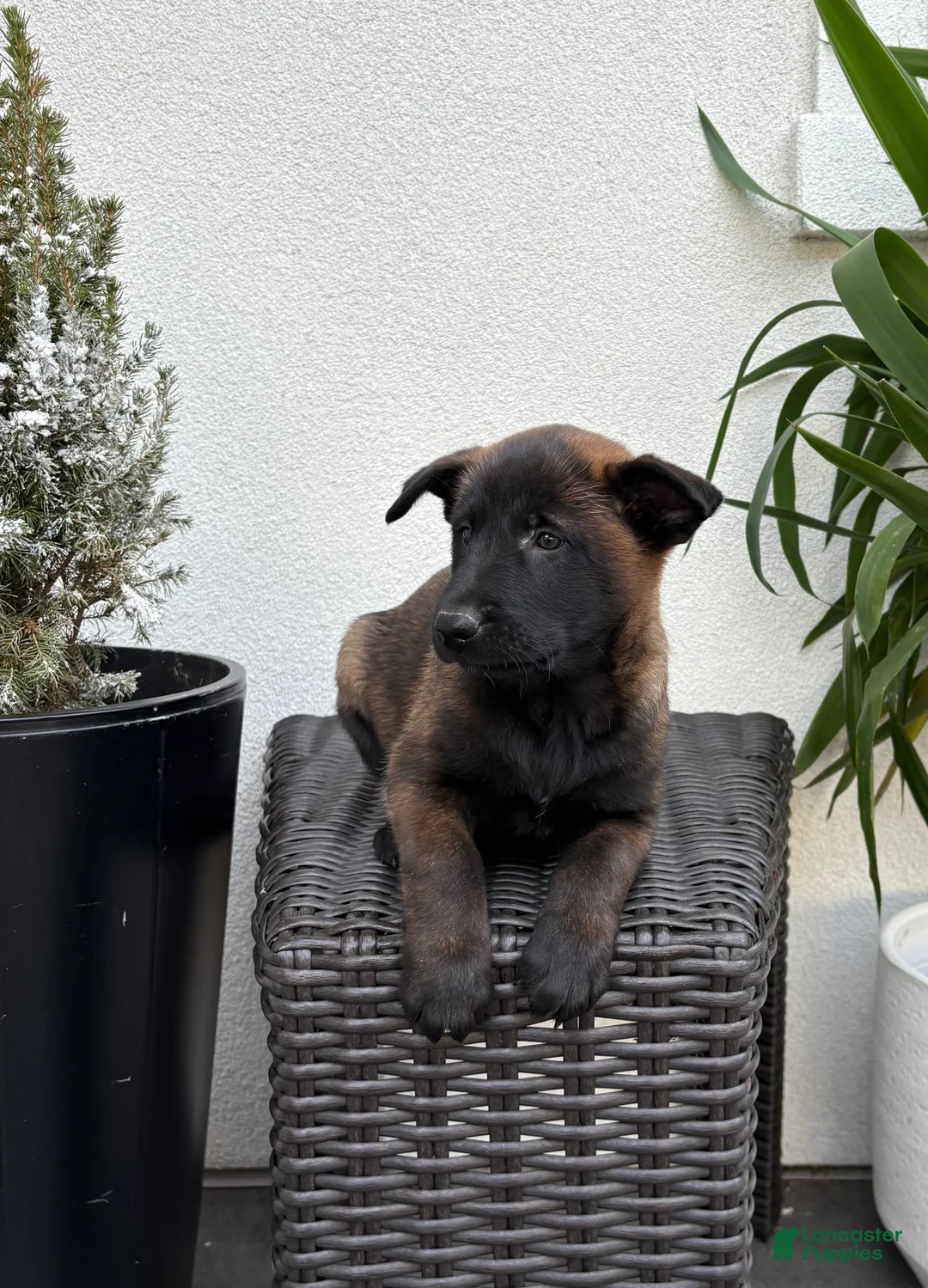 Belgian Malinois dogs for sale: Belgian Malinois Puppy (Mia) - Ad 1