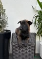 Belgian Malinois Puppy (Mia)
