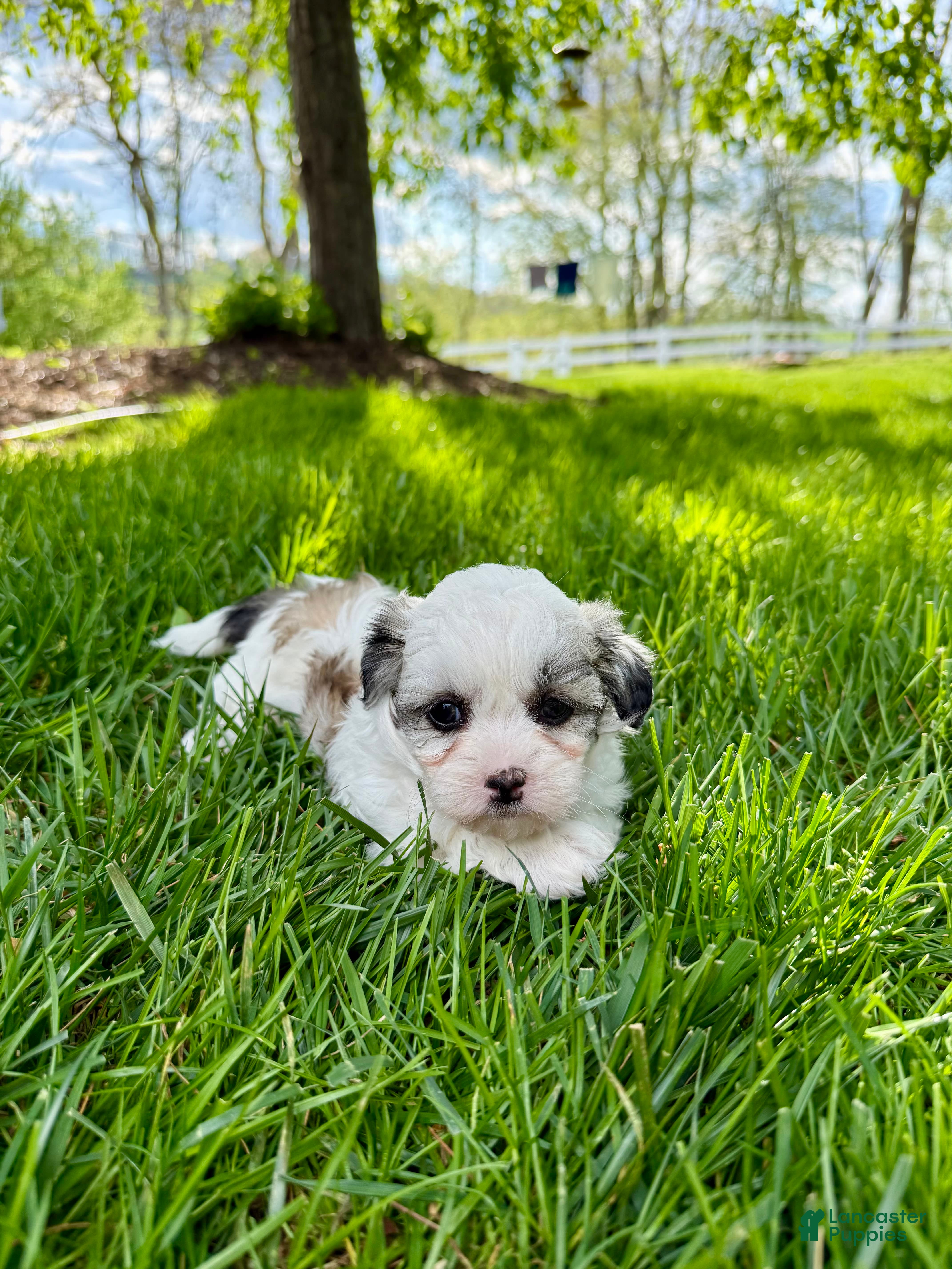 Mixed Breed dogs for sale: Thea - Ad 4