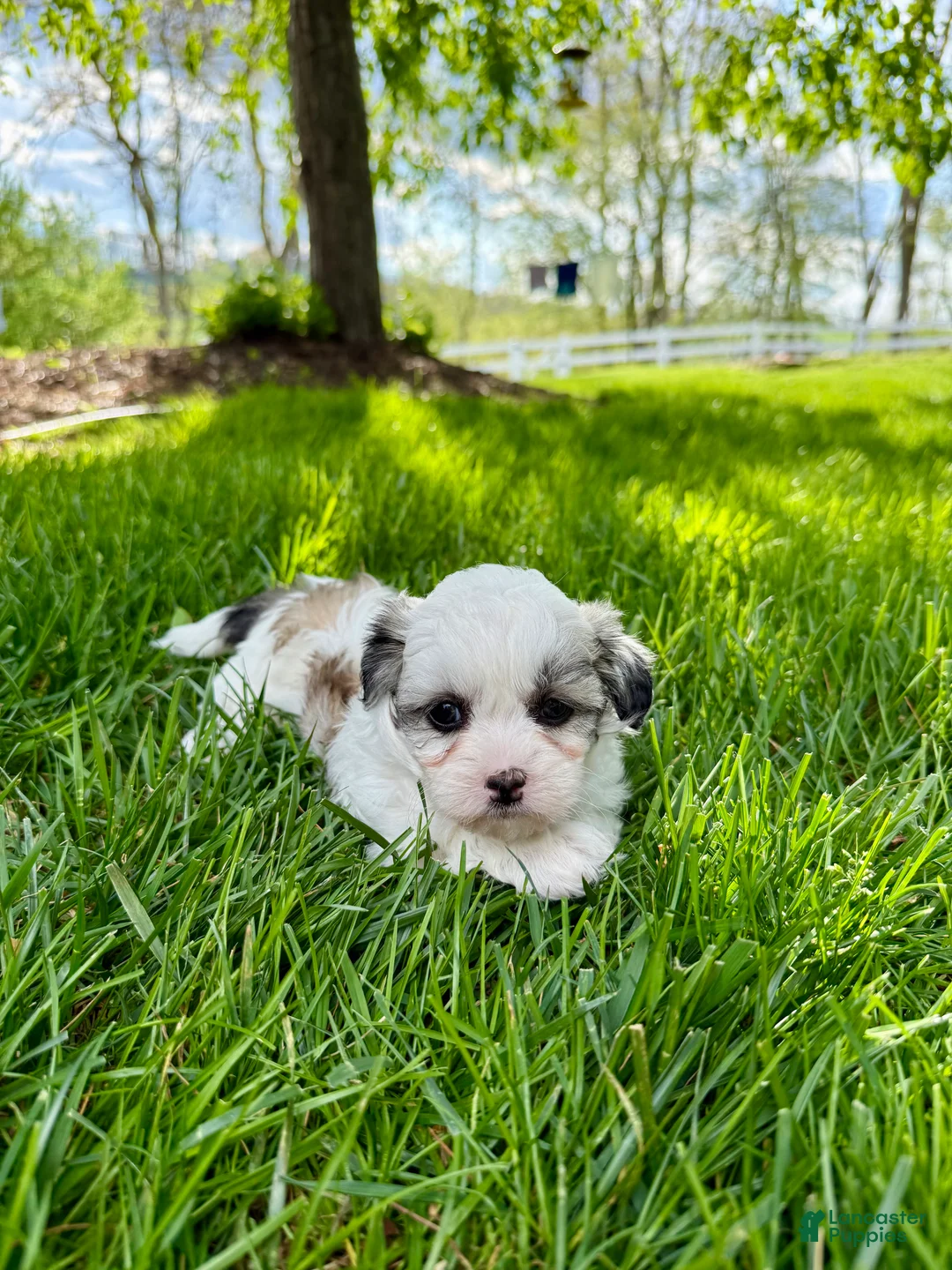 Mixed Breed dogs for sale: Thea - Ad 1