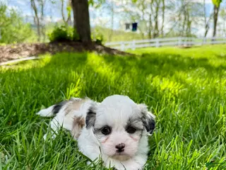 Mixed Breed dogs for sale: Thea - Ad 4
