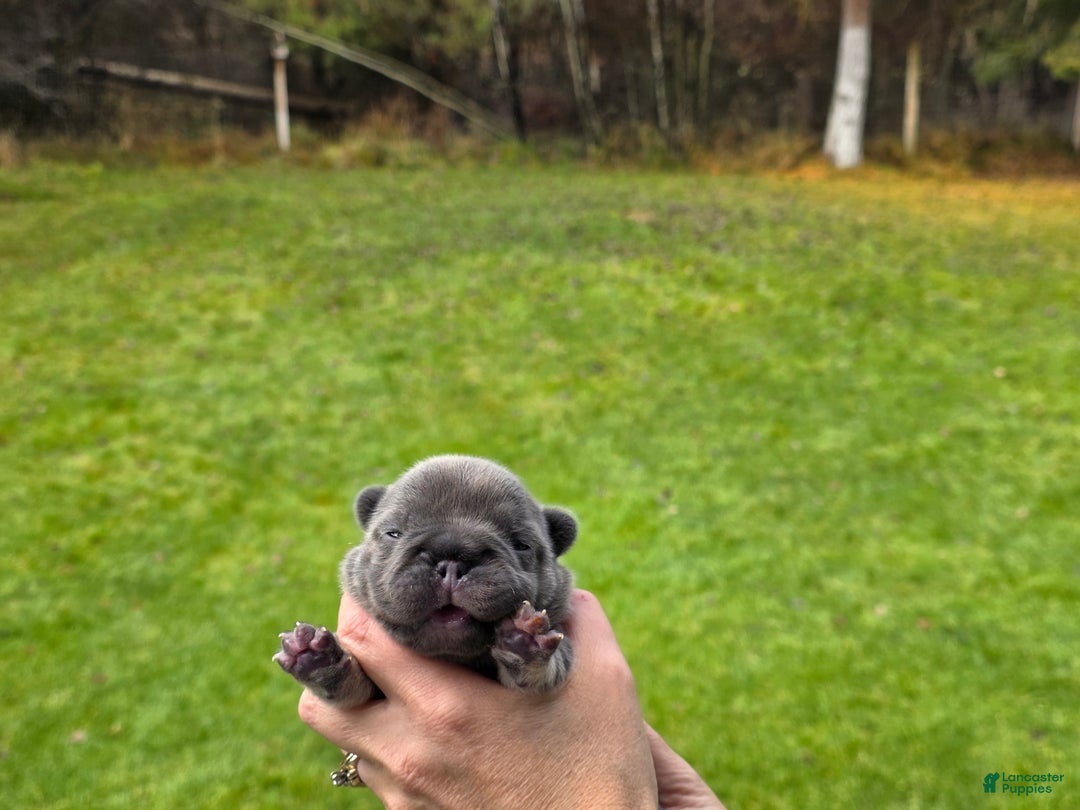 French Bulldog dogs for sale: ❄️ Iduna – Blue Big Rope French Bulldog, carries fluffy - Ad 8