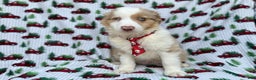 Miniature Australian Shepherd dogs for sale: Onyx - Ad 5