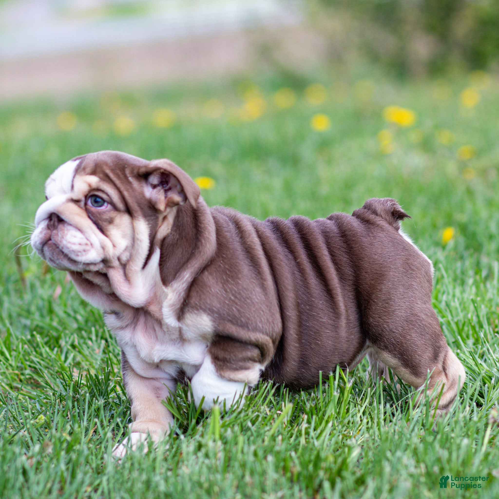 English Bulldog dogs Truffle Bay English Bulldog Puppy  - Ad 2