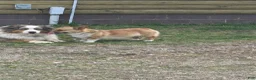 Welsh Corgi Pembroke dogs for sale: Welsh Corgi Pembroke 5 - Ad 5