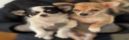 Chihuahua dogs for sale: Quincy - Ad 13
