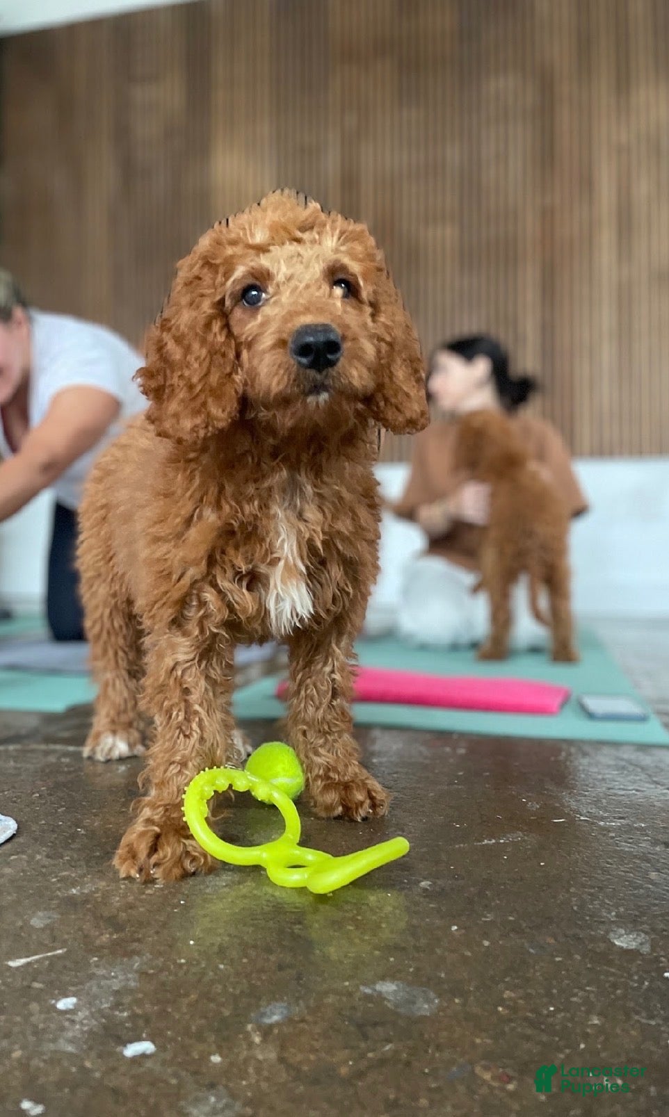 Goldendoodle dogs 🧡 Mr. Orange - Ad 1